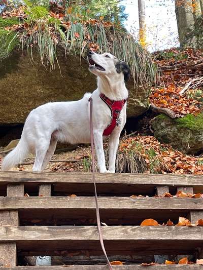 Gespräche zwischen Hund und Halter-Beitrag-Bild