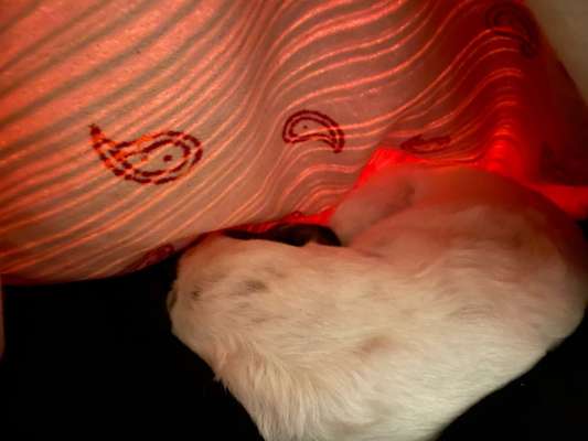 Vertrauen zwischen Hund und Halter-Beitrag-Bild