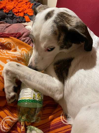 Dogorama Photo Challenge - TV Hund-Beitrag-Bild