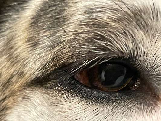 Dogorama Photo Challenge - Details Ganz nah-Beitrag-Bild