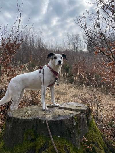 Wie heißt dein Hund?-Beitrag-Bild