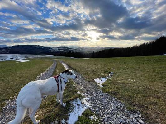 156. Fotochallenge *** DEIN HUND UND DIE WUNDERSCHÖNEN WOLKEN ***-Beitrag-Bild