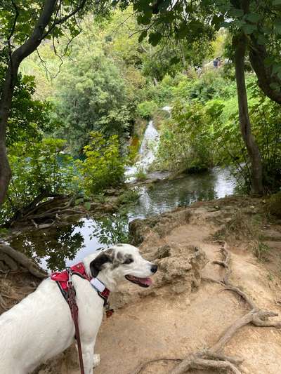 Dogorama Photo Challenge - Wasserfall-Beitrag-Bild