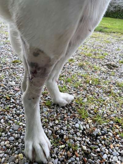 Freddys Kummerkasten-Beitrag-Bild