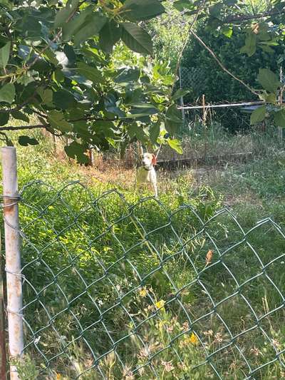 TierschutzhundeStammtisch🐕-Beitrag-Bild