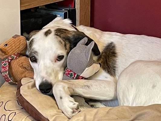 Euer Hund und sein Lieblingskuscheltier-Beitrag-Bild