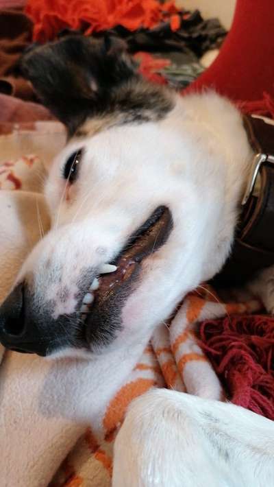 Zeigt mir die tollste Nahaufnahme von eurer Fellnase-Beitrag-Bild