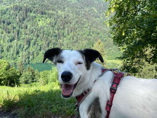 Handy Foto Challange Nr. 46  Happy Dog-Beitrag-Bild