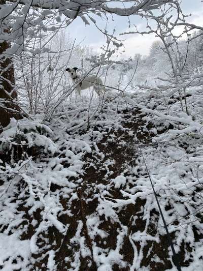 Dogorama Photo Challenge - Tarnung ist alles-Beitrag-Bild