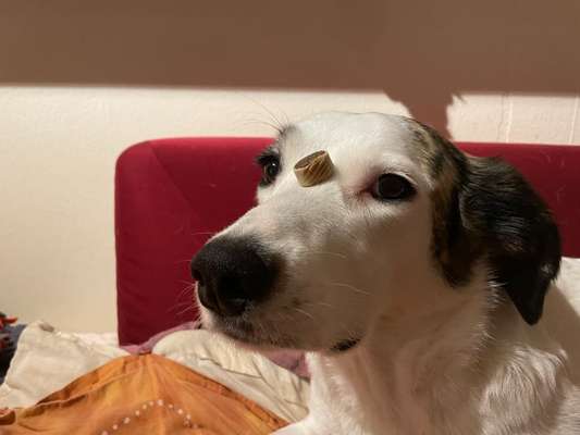 Hunde Memes-Beitrag-Bild