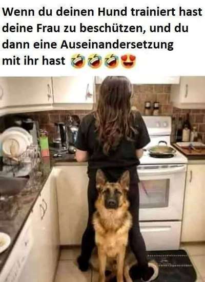 Hunde Memes-Beitrag-Bild