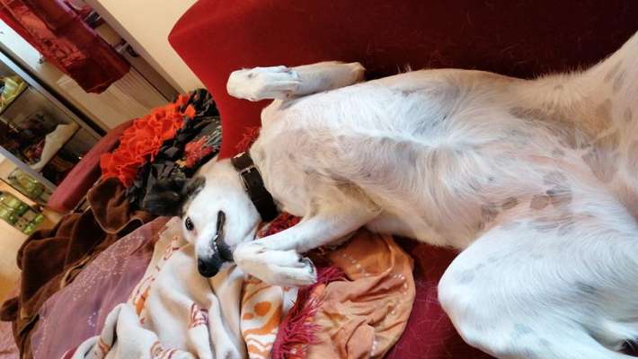 Zeigt mir die tollste Nahaufnahme von eurer Fellnase-Beitrag-Bild