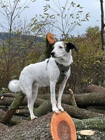 Unsere Fellnasen-Vielfalt im Überblick!-Beitrag-Bild