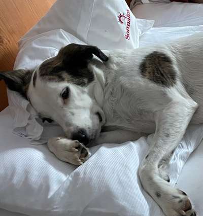 Dogorama Photo Challenge - Zeit ins Bett zu gehen-Beitrag-Bild