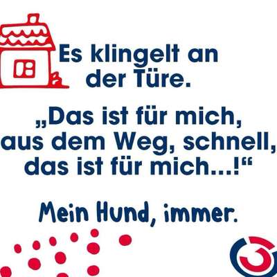 Hunde Memes-Beitrag-Bild