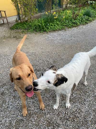 40.Collagen Challenge - Hundefreunde-Beitrag-Bild