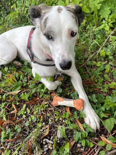 Bettel Blicke-Beitrag-Bild