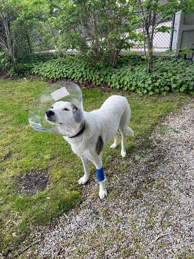 Freddys Kummerkasten-Beitrag-Bild