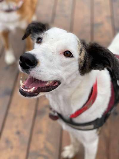 Hunde Porträt (Portrait) Galerie....-Beitrag-Bild