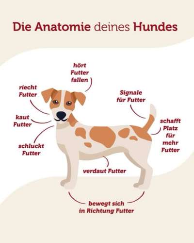Hunde Memes-Beitrag-Bild