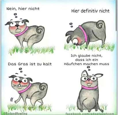 Hunde Memes-Beitrag-Bild