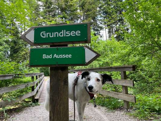 Zeige den lustigsten Blick deines Hundes-Beitrag-Bild