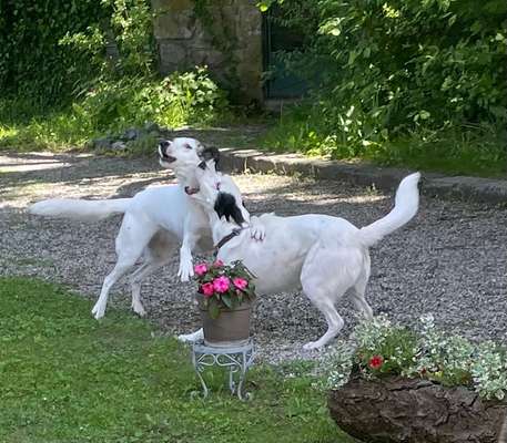 40.Collagen Challenge - Hundefreunde-Beitrag-Bild