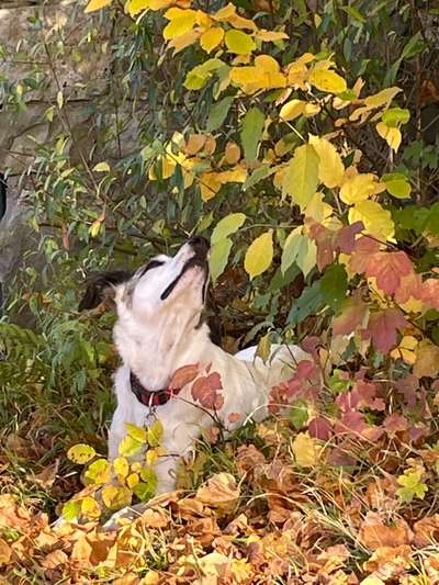 Fotochallenge Nr 55  -  Hund im November--Beitrag-Bild