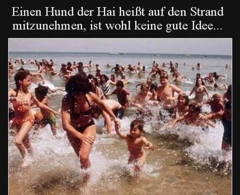 Hunde Memes-Beitrag-Bild