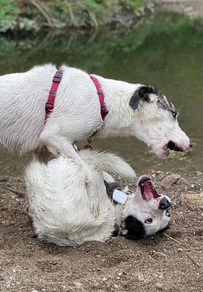 Zeigt eure verrücktesten Hundebilder-Beitrag-Bild