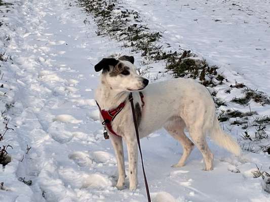 Gibts hier auch Familien Die Hunde aus Griechenland haben :)?-Beitrag-Bild