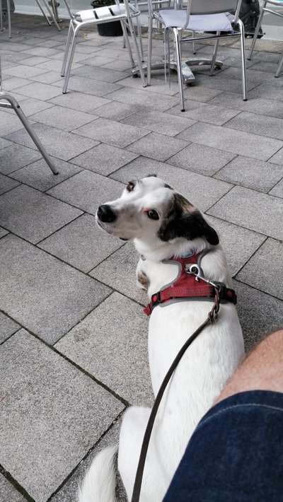 Dackelblick-Beitrag-Bild