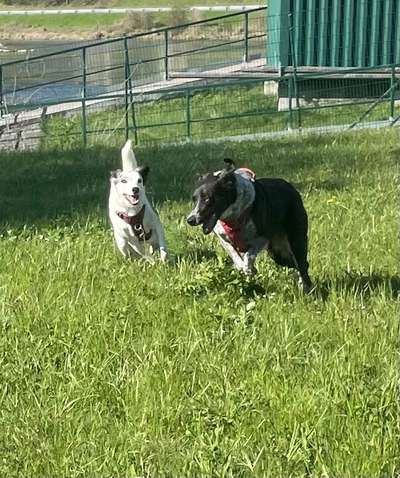 40.Collagen Challenge - Hundefreunde-Beitrag-Bild