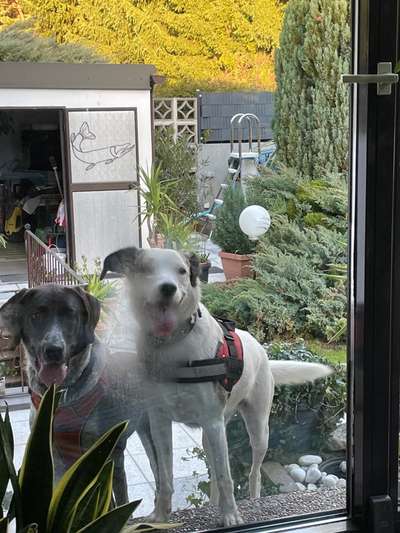 Hunde Memes-Beitrag-Bild