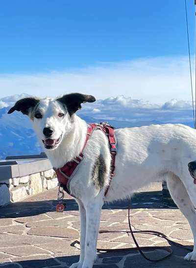 Dogorama Foto Challenge - Wanderziel-Beitrag-Bild