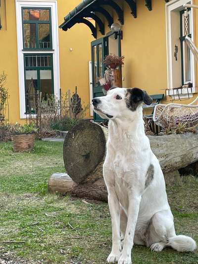 Auslandstierschutz-Beitrag-Bild