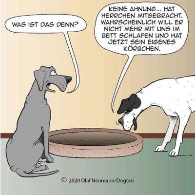 Hunde Memes-Beitrag-Bild