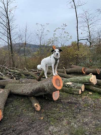 Freddys Kummerkasten-Beitrag-Bild