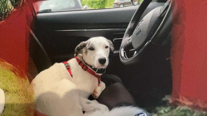 Hunde Memes-Beitrag-Bild