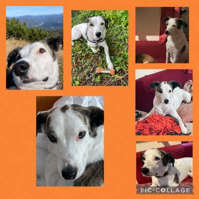 35.Collagen Challenge:„Bettelblick"-Beitrag-Bild