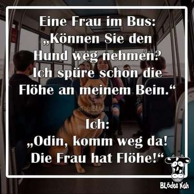 Hunde Memes-Beitrag-Bild