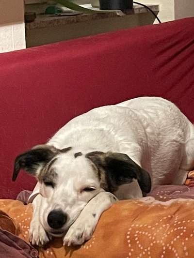 Dogorama Photo Challenge - Hundeblick zum hinschmelzen-Beitrag-Bild