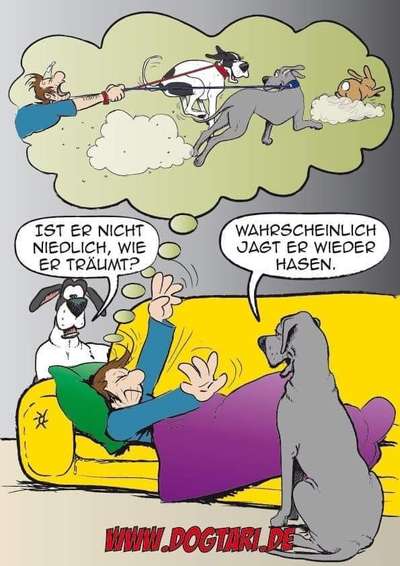 Hunde Memes-Beitrag-Bild
