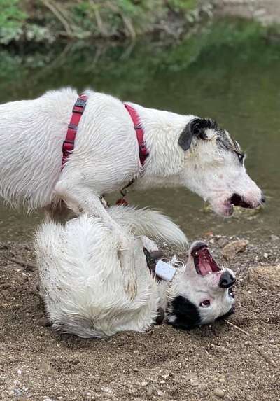 Der Wolf in eurem Hund-Beitrag-Bild