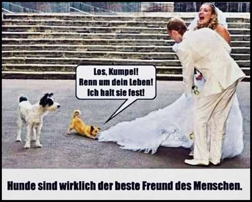 Hunde Memes-Beitrag-Bild