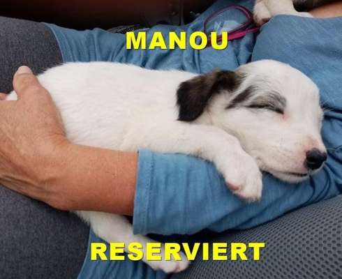 Das erste Bild eures Hundes-Beitrag-Bild