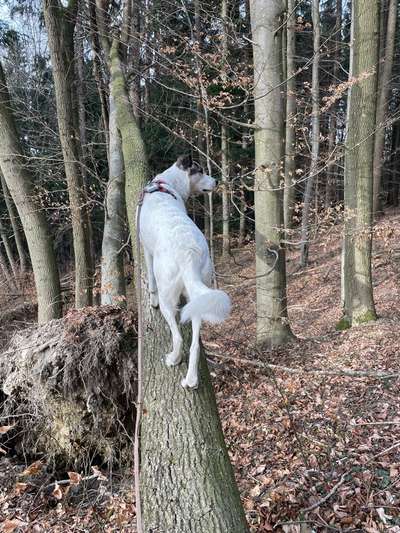 Handy Foto Challenge Nr. 49: Mein Freund der Baum-Beitrag-Bild