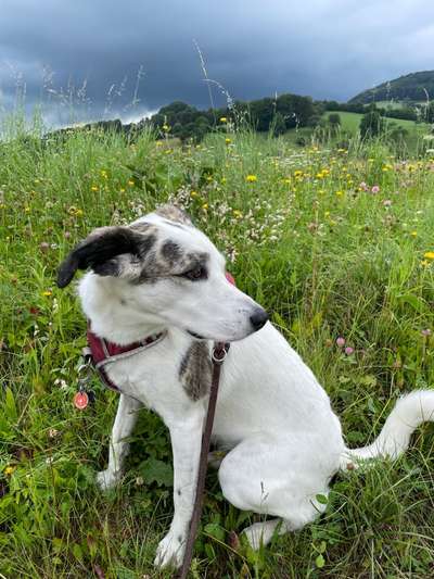 Doppelgänger gesucht !-Beitrag-Bild