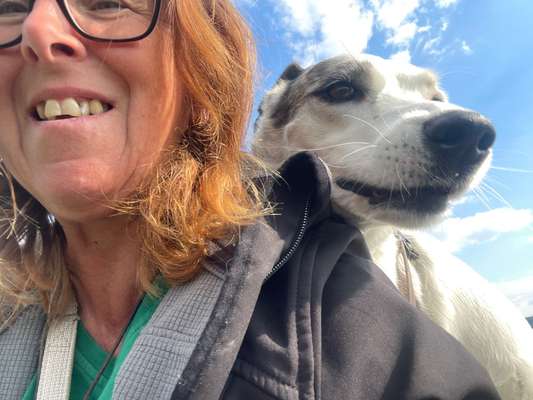 Hunde Memes-Beitrag-Bild