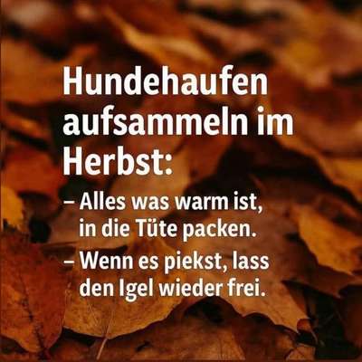 Hunde Memes-Beitrag-Bild